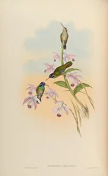 Heliopaedica melanotis = Basilinna leucotis